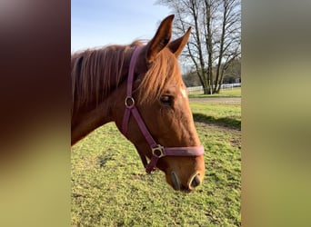 Hanoverian, Mare, 2 years, 16,1 hh, Chestnut-Red