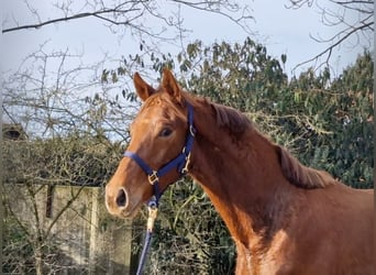 Hanoverian, Mare, 2 years, 16.1 hh, Chestnut-Red