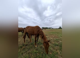 Hanoverian, Mare, 2 years, 16,1 hh, Chestnut-Red