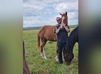 Hanoverian, Mare, 2 years, 16.2 hh, Bay-Dark Hanoverian, Mare, 2 years, 16.2 hh, Bay-Dark