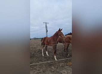 Hanoverian, Mare, 2 years, 16.2 hh, Bay-Dark Hanoverian, Mare, 2 years, 16.2 hh, Bay-Dark