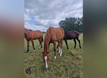 Hanoverian, Mare, 2 years, 16.2 hh, Bay-Dark Hanoverian, Mare, 2 years, 16.2 hh, Bay-Dark