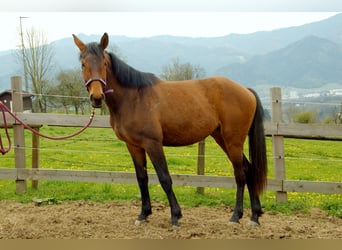 Hanoverian, Mare, 2 years, 16.2 hh, Brown