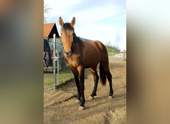 Hanoverian, Mare, 2 years, 16.2 hh, Brown