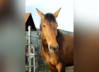 Hanoverian, Mare, 2 years, 16.2 hh, Brown