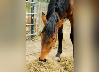 Hanoverian, Mare, 2 years, 16.2 hh, Brown