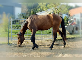Hanoverian, Mare, 2 years, 16.2 hh, Brown