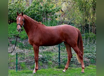 Hanoverian, Mare, 2 years, 16.2 hh, Chestnut