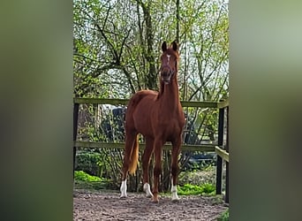 Hanoverian, Mare, 2 years, 16.2 hh, Chestnut-Red