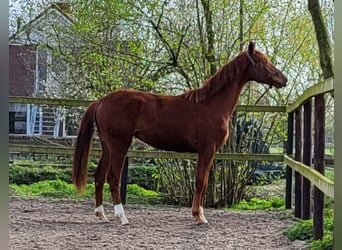 Hanoverian, Mare, 2 years, 16.2 hh, Chestnut-Red