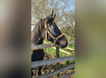 Hanoverian, Mare, 2 years, 16.2 hh, Smoky-Black