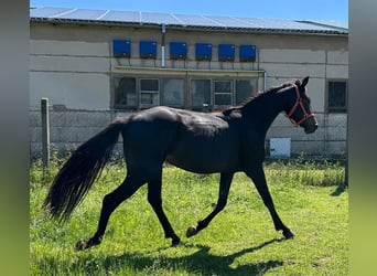 Hanoverian, Mare, 2 years, 16.2 hh, Smoky-Black