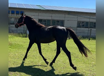 Hanoverian, Mare, 2 years, 16.2 hh, Smoky-Black