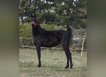 Hanoverian, Mare, 2 years, 16.2 hh, Smoky-Black