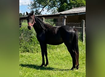 Hanoverian, Mare, 2 years, 16.2 hh, Smoky-Black