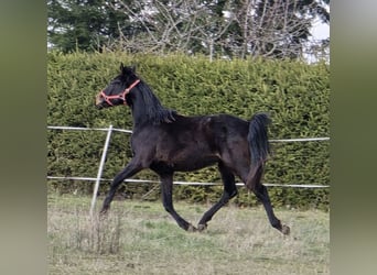 Hanoverian, Mare, 2 years, 16.2 hh, Smoky-Black