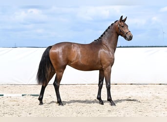 Hanoverian, Mare, 2 years, 16.3 hh, Bay-Dark