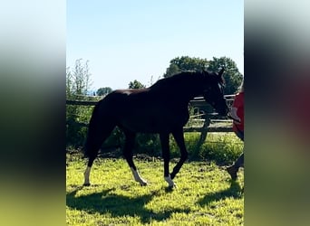 Hannoveraner, Stute, 2 Jahre, 16,3 hh, Rappe