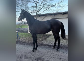 Hanoverian, Mare, 2 years, 16,3 hh, Brown