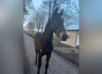 Hanoverian, Mare, 2 years, 16,3 hh, Brown