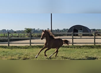 Hanoverian, Mare, 2 years, 16.3 hh