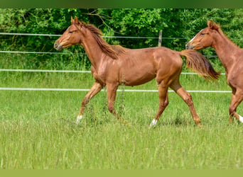 Hanoverian, Mare, 2 years, 16.3 hh