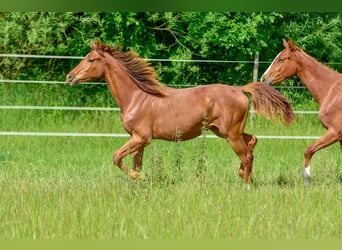 Hanoverian, Mare, 2 years, 16.3 hh