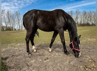 Hanoverian, Mare, 2 years, 16 hh, Black
