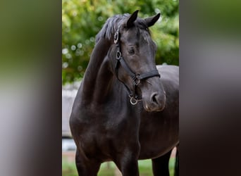 Hanoverian, Mare, 2 years, 16 hh, Black