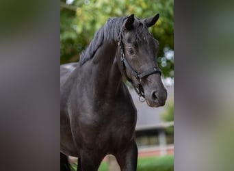 Hanoverian, Mare, 2 years, 16 hh, Black