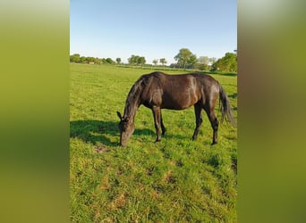 Hanoverian, Mare, 2 years, 16 hh, Black