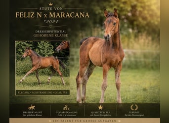 Hanoverian, Mare, 2 years, 16 hh, Brown