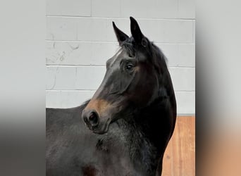 Hanoverian, Mare, 2 years, 16 hh, Brown