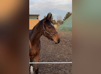 Hanoverian, Mare, 2 years, 16 hh, Brown