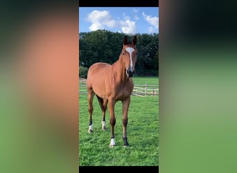 Hanoverian, Mare, 2 years, 16 hh, Brown