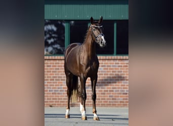 Hanoverian, Mare, 2 years, 16 hh, Chestnut