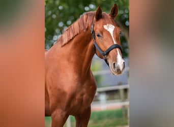 Hanoverian, Mare, 2 years, 16 hh, Chestnut-Red