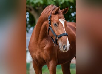 Hanoverian, Mare, 2 years, 16 hh, Chestnut-Red