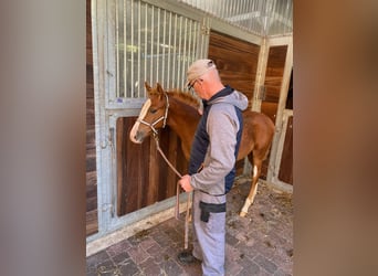 Hanoverian, Mare, 2 years, 16 hh, Chestnut-Red