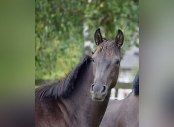 Hanoverian, Mare, 2 years, 16 hh, Smoky-Black