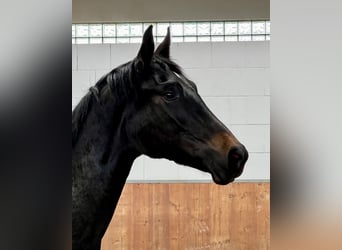 Hanoverian, Mare, 2 years, 16 hh, Smoky-Black