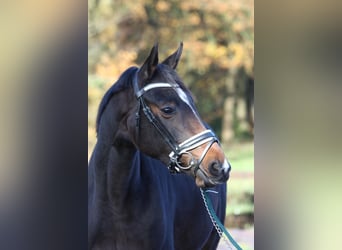 Hanoverian, Mare, 2 years, 16 hh, Smoky-Black