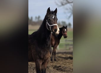 Hanoverian, Mare, 2 years, 16,1 hh, Brown