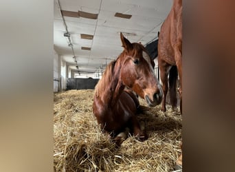 Hanoverian, Mare, 2 years, 16,1 hh, Chestnut-Red