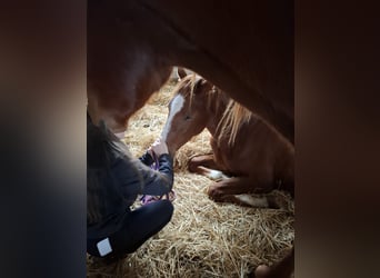 Hanoverian, Mare, 2 years, 16,1 hh, Chestnut-Red