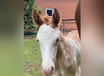 Hanoverian, Mare, 2 years, 16,1 hh