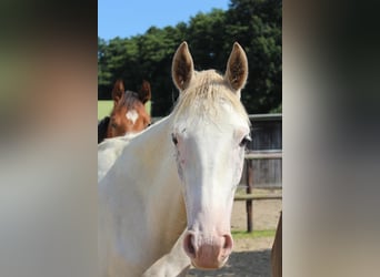Hanoverian, Mare, 2 years, 16,1 hh