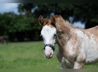 Hanoverian, Mare, 2 years, 16,1 hh