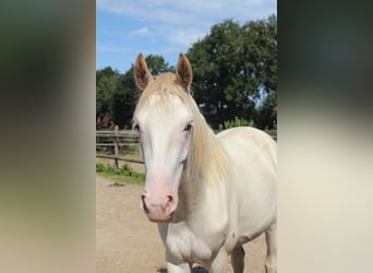 Hanoverian, Mare, 2 years, 16,1 hh
