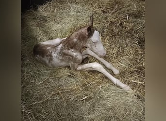Hanoverian, Mare, 2 years, 16,1 hh